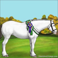 Horse Color:White Spotted Bay Appaloosa