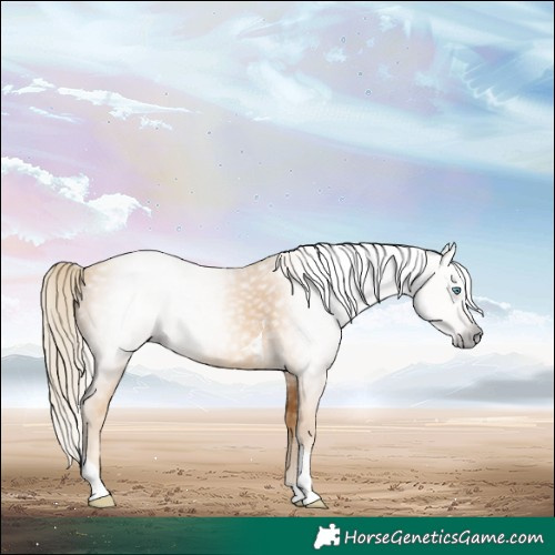 Horse Color:Gray Gold Cream Champagne Tobiano 