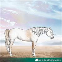 Horse Color:Gray Gold Cream Champagne Tobiano