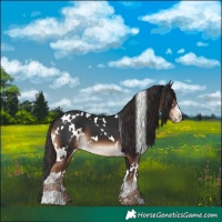 Horse Color:White Spotted Liver Chestnut 