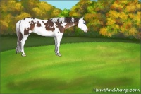 Horse Color:White Spotted Liver Chestnut Splash 
