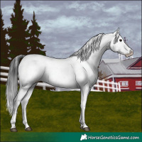 Horse Color:Brown Sabino Appaloosa 