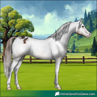 Horse Color:Bay Sabino Appaloosa 