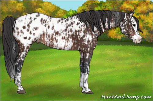 Horse Color:Bay Sabino Splash Appaloosa  and Bay Sabino Splash Appaloosa 