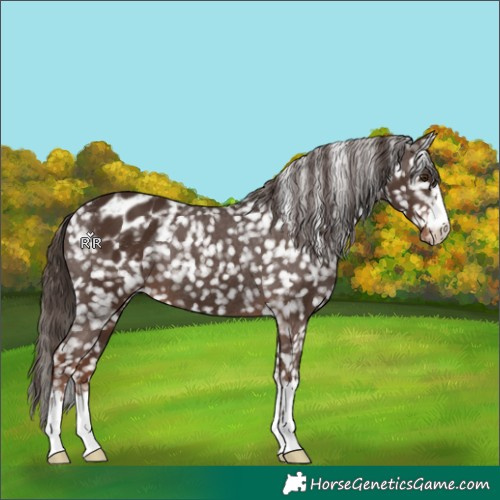 Horse Color:Liver Chestnut Appaloosa 