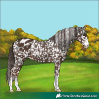 Horse Color:Liver Chestnut Appaloosa
