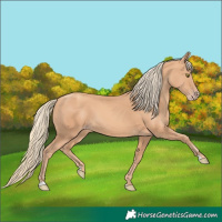 Horse Color:Gold Champagne 
