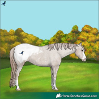 Horse Color:Classic Champagne Appaloosa 