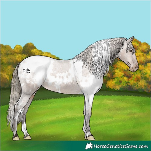 Horse Color:White Spotted Liver Red Dun Appaloosa 