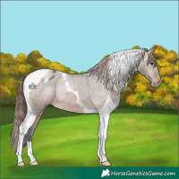 Horse Color:Brown Dun Tobiano Appaloosa