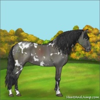 Horse Color:White Spotted Grullo Sabino Appaloosa 