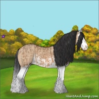 Horse Color:Bay Dun Splash  and Bay Dun Splash 