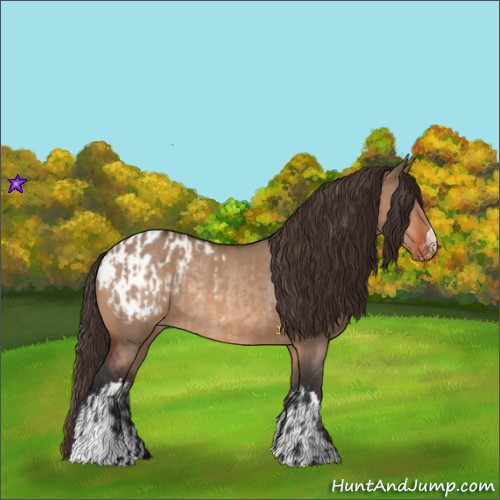 Horse Color:Bay Dun Blanket  and Bay Dun Blanket Rabicano 