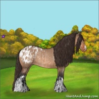 Horse Color:Bay Dun Blanket  and Bay Dun Blanket Rabicano 