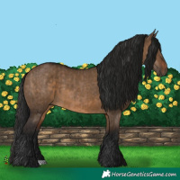 Horse Color:Brown Dun  and Gray Brown Dun 