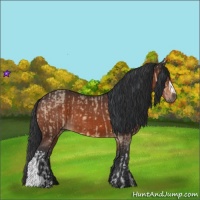 Horse Color:Brown Dun  and Brown 