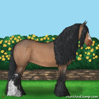 Horse Color:Bay Dun  and Bay Dun 