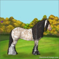 Horse Color:Bay Dun  and Bay Dun Appaloosa 