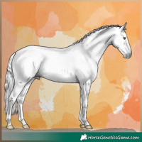 Horse Color:Gray White Spotted Silver Brown Sabino Appaloosa Rabicano 