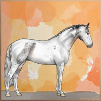 Horse Color:Gray White Spotted Silver Brown Tobiano 
