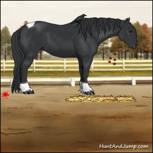 Horse Color:Black Tobiano 