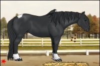 Horse Color:Black Tobiano