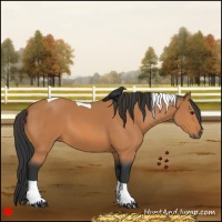 Horse Color:Bay Tobiano 