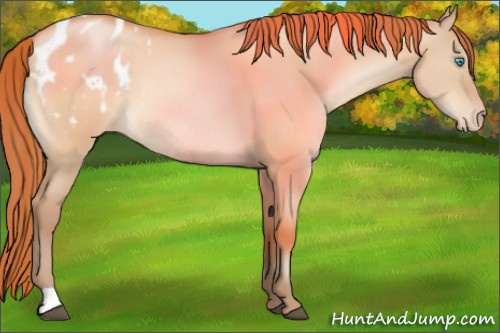 Horse Color:Chocolate Bay Pearl Dun Appaloosa Rabicano 