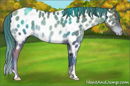 Horse Color:Chocolate Brown Pearl Near Leopard Rabicano 