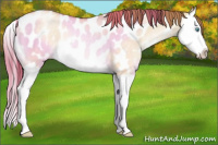 Horse Color:Buckskin Pearl Dun Splash Appaloosa Rabicano 