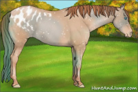 Horse Color:Buckskin Pearl Blanket 