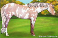 Horse Color:Silver Buckskin Pearl Dun Near Leopard Rabicano 