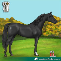Horse Color:Black 