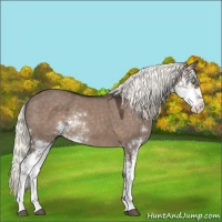 Horse Color:Liver Red Dun Mushroom Sabino Rabicano 