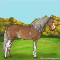 Horse Color:White Spotted Silver Buckskin 
