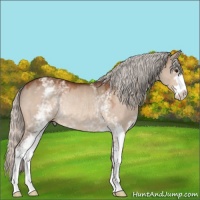 Horse Color:White Spotted Silver Bay Dun Sabino Rabicano 
