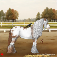 Horse Color:White Spotted Chestnut Frame Appaloosa