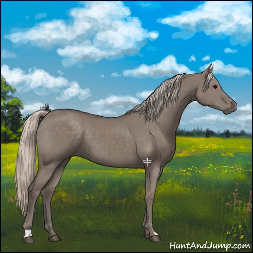 Horse Color:Silver Grullo 