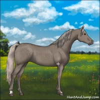 Horse Color:Silver Grullo 