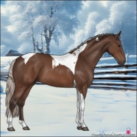 Horse Color:Silver Brown Tobiano Rabicano 
