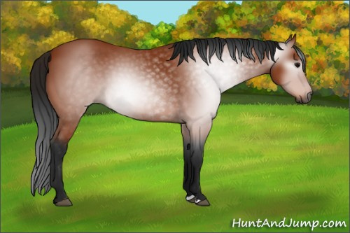 Horse Color:Gray Bay 