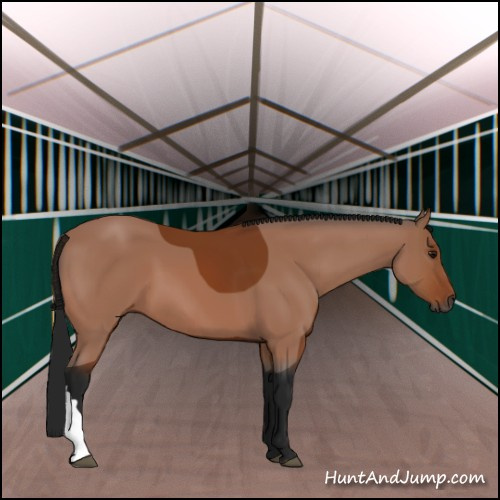 Horse Color:Gray Bay 