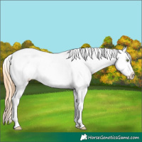 Horse Color:Gold Champagne Roan Dun Splash Tobiano Frame Appaloosa Rabicano 