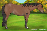 Horse Color:Bay Roan 