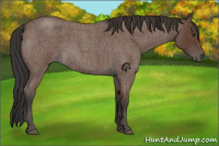 Horse Color:Bay Roan 