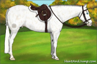 Horse Color:Cremello Appaloosa 