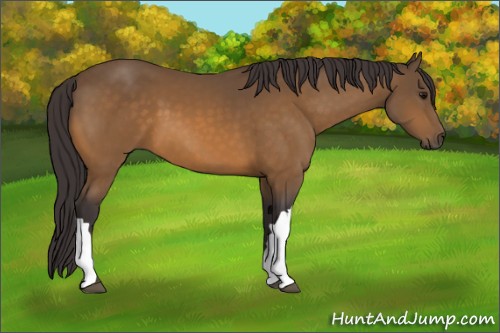 Horse Color:Buckskin 