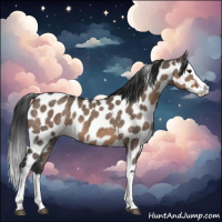 Horse Color:Brown Roan Dun Splash Appaloosa 