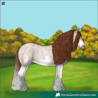 Horse Color:Red Dun Roan Splash Frame Rabicano 