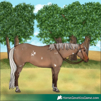 Horse Color:White Spotted Silver Brown Dun Tobiano 